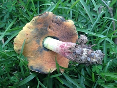 Boletus fairchildianus