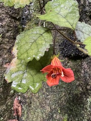 Rhabdothamnus solandri