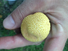 Lanmaoa pseudosensibilis