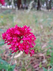 Centranthus ruber