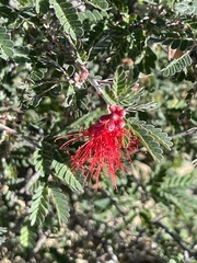 Calliandra californica