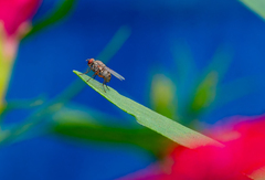 Muscidae