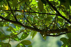 Euphonia laniirostris