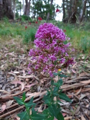 Centranthus ruber