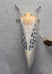 Poekilloptera phalaenoides