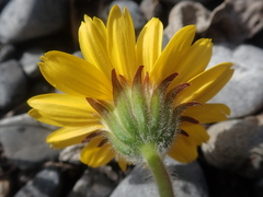 Arnica angustifolia