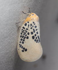 Poekilloptera phalaenoides