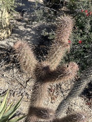 Cylindropuntia ganderi