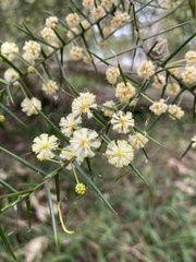Acacia rupicola