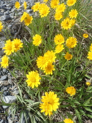 Arnica angustifolia