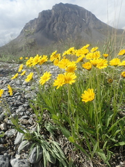 Arnica angustifolia