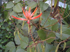Erythrina americana