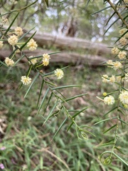 Acacia rupicola