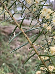 Acacia rupicola