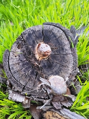 Reticularia lycoperdon