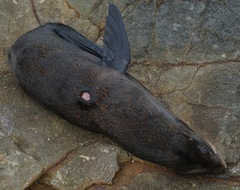 Arctocephalus