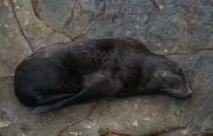 Arctocephalus