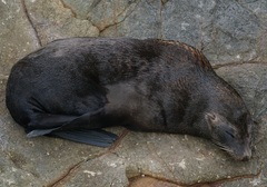 Arctocephalus
