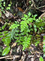 Lindsaea trichomanoides