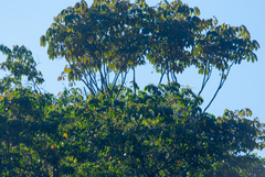 Ramphastos sulfuratus