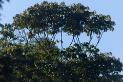 Ramphastos sulfuratus