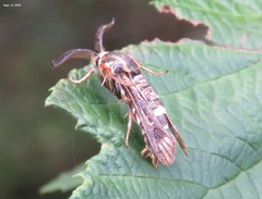 Pennisetia pectinata