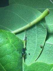 Protographium epidaus