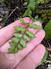 Lindsaea trichomanoides