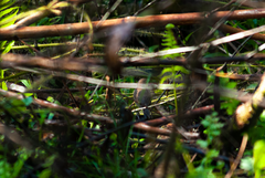 Cantorchilus leucotis