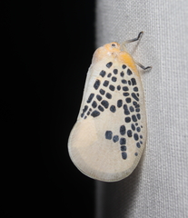 Poekilloptera phalaenoides