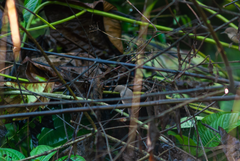 Cantorchilus leucotis