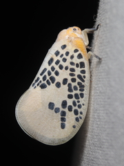 Poekilloptera phalaenoides