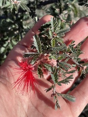 Calliandra californica