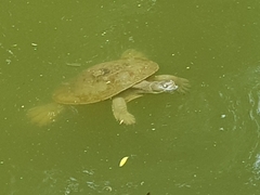 Emydura macquarii