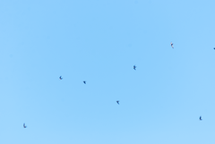 Streptoprocne zonaris