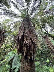 Dicksonia fibrosa