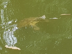 Emydura macquarii