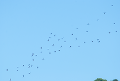 Streptoprocne zonaris