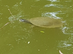 Emydura macquarii