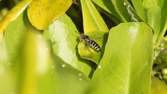 Stictia signata
