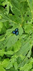 Oreina cacaliae