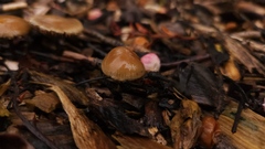 Psilocybe allenii
