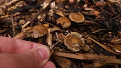 Psilocybe allenii