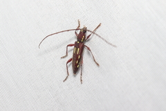 Ambonus distinctus