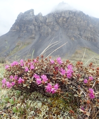 Rhododendron lapponicum