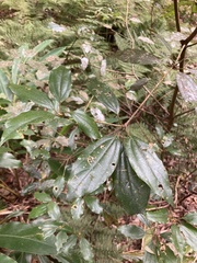 Neolitsea sericea