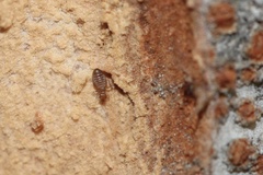 Liposcelididae
