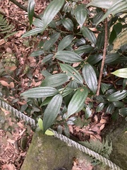 Cinnamomum subavenium