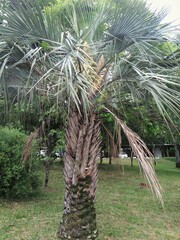 Butia