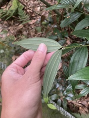Cinnamomum subavenium